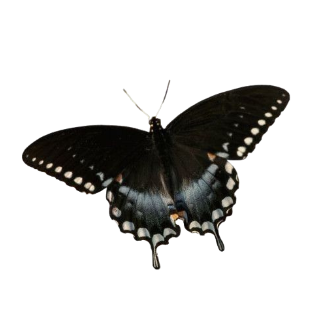 black critter
