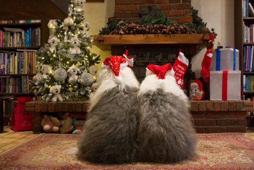 coffee-tea-and-sympathy: The everyday adventures of a couple of shaggy old English sheepdogsby Cees 