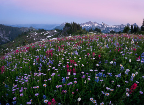 drxgonfly: Mount Rainier, Washington (by   Protik Hossain)