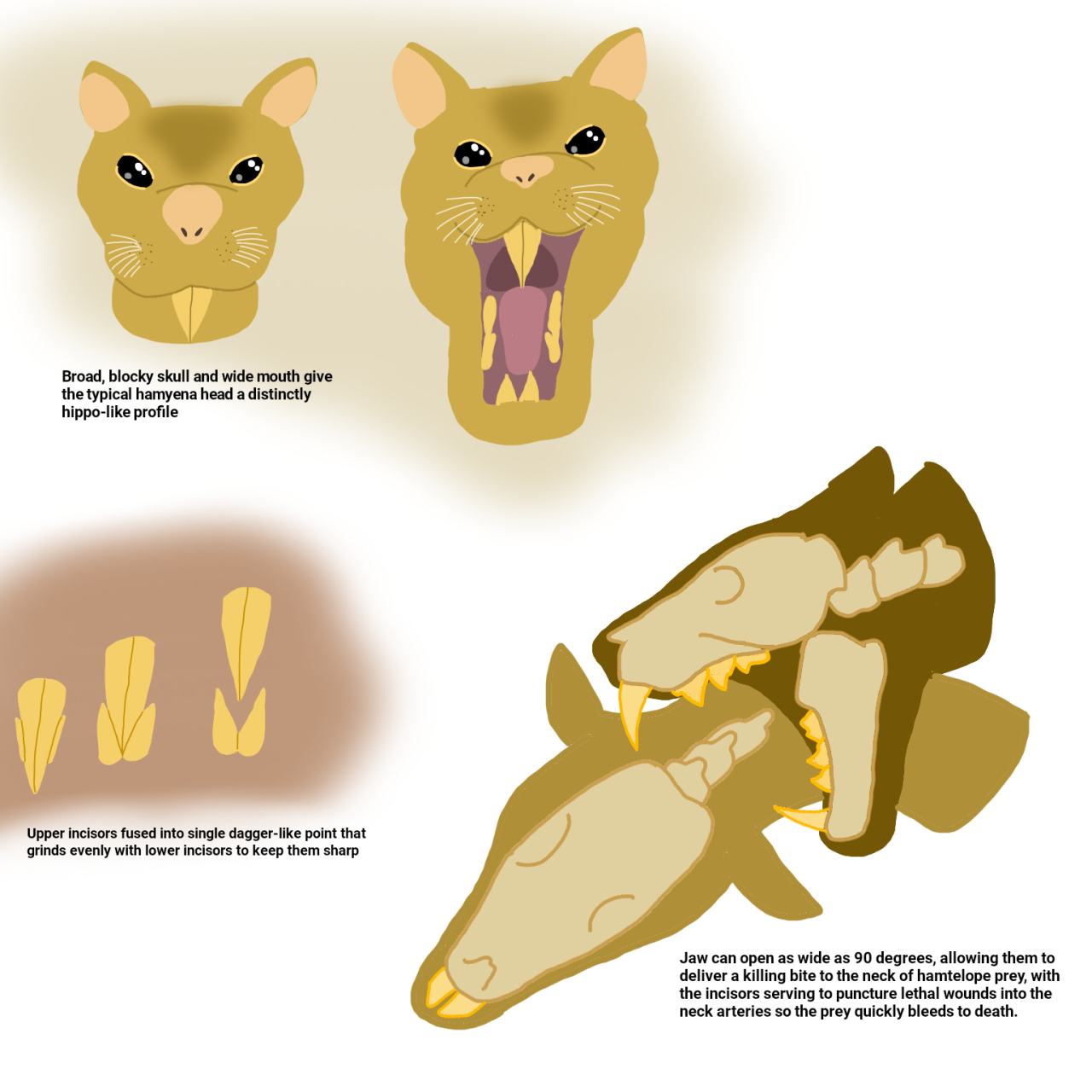 Hamster's Paradise: The Middle Rodentocene - The Furbils and Duskmice :  r/SpeculativeEvolution