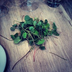 mistereatgalway:  Wood sorrel @aniargalway