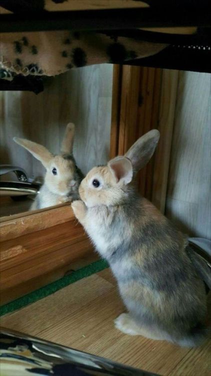thedailybunnies: Who’s the most beautiful bunny… you are, yes you are!! Argh!!! Didn’t see you there! I was just talking to the beautiful bunny in the mirror!