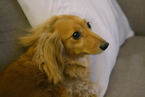 flyingwithlostboys: heartsandwheels: this is eve. she’s a long hair dachshund and seven y