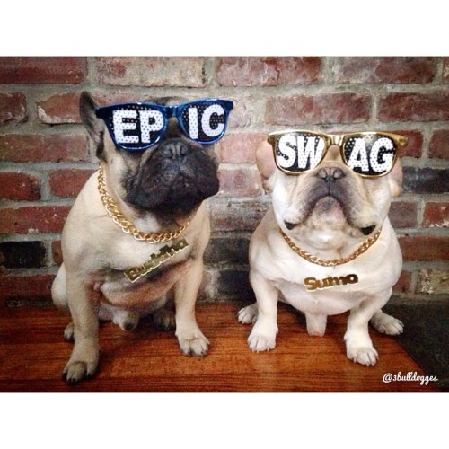 bellofior:batpigandme:Got our #swag on for #HUMPday by 3bulldogges http://ift.tt/IFcIQpPerfetto.Dott