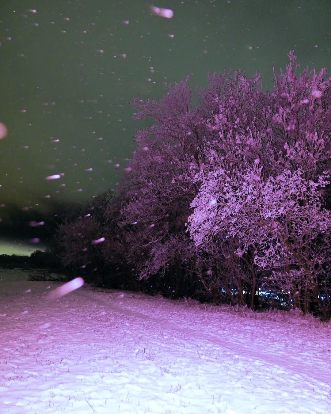 lionfloss:by sashaelage
