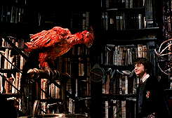 irgendwoanders:  Fawkes is a phoenix, Harry. They burst into flame when it is time for them to die, and then they are reborn from the ashes. 