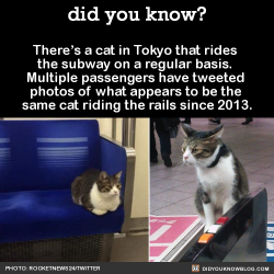 did-you-kno:  There’s a cat in Tokyo that