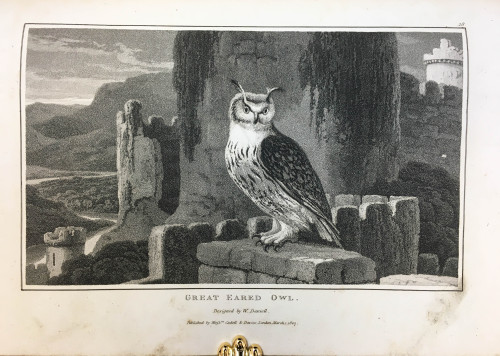 Happy Feathursday! According to the author, this owl “haunts old deserted towers that are situ