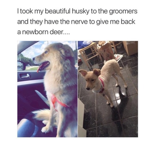 dog memes