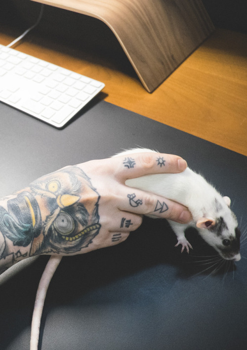 Rats are highly intelligent creatures