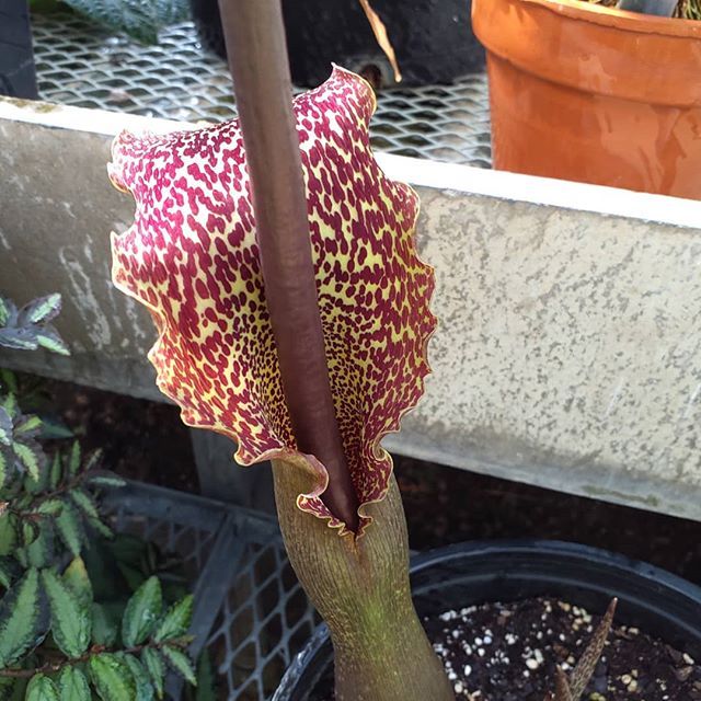 Not to spoil everyone’s Valentines mood, but we also have a nice Sauromatum venosum in bloom today. Catch it quick, they don’t last long. Follow your nose into the Asian Tropics room.
#sauromatumvenosum #araceae #greenhouse #botany #biodiversity...