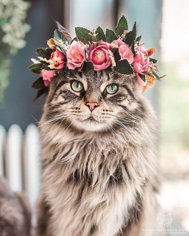 catsofinstagram:  From @leo.mainecoon: “Feeling cute, might delete later idk 😌”