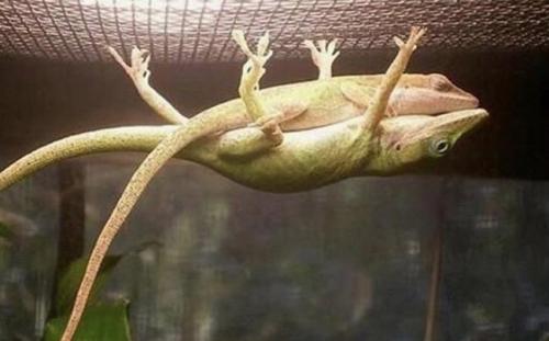 feshpince:babyanimalgifs:  Male lizard holding up his gf so she can take a nap (via)   ok king