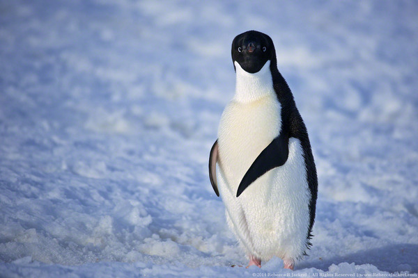 Everybody likes penguins: 5 inspiring conservation stories
Penguins are some of the most beloved bird species in the world. So what are we doing to protect them? Get inspired by these conservation successes.