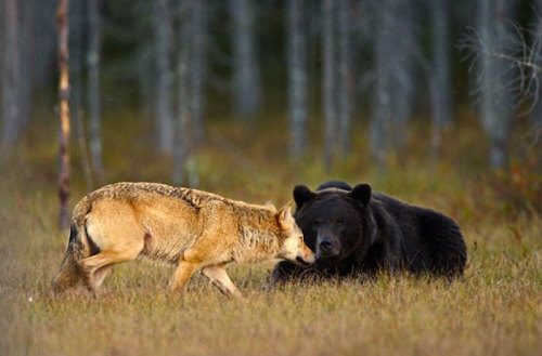 m-e-d-i-e-v-a-l-d-r-e-a-m-s:   Unusual Friendship Between Wolf And Bear  Documented By Finnish 