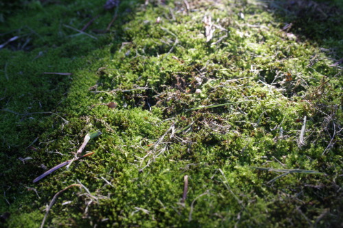 em-muh:  plants and sun spots 