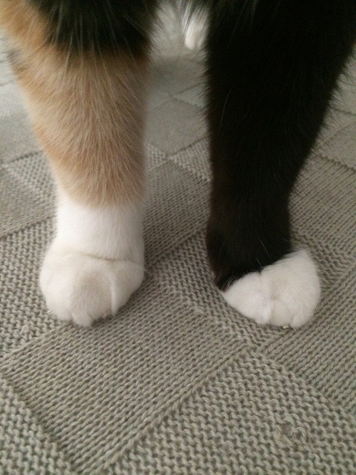 Cat feet no We Heart It - http://weheartit.com/entry/208253432