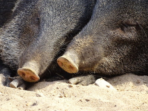 anungulateaday:Collared Peccary (Pecari tajacu)