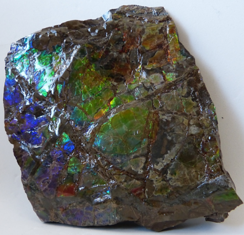  AMMOLITE from St. Mary’s River area in southern Alberta, Canada. 