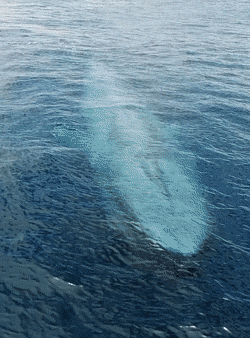 googifs: Blue Whale Coming Up For Air