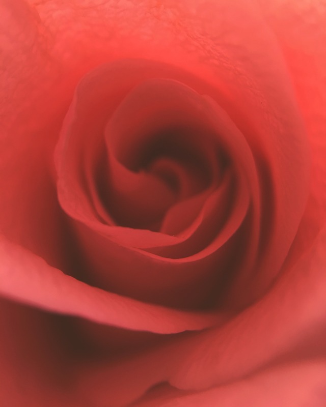 closeup photo of a magenta rose