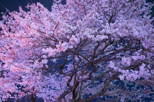 yorunosei:誠修高校の桜 by camerider_k3