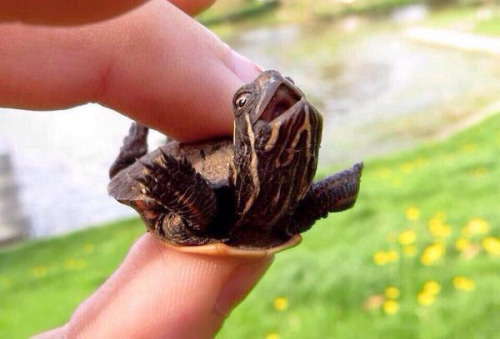 owned-little-kitten:  babyanimalposts:  thebabyanimals:  beautiful blog full of baby animals!  feeling down? you need this baby animal blog   iamapaperuniverseLook, it’s a tiny, flying, happy turtle! ^.^  It’s so freaking cute!!!