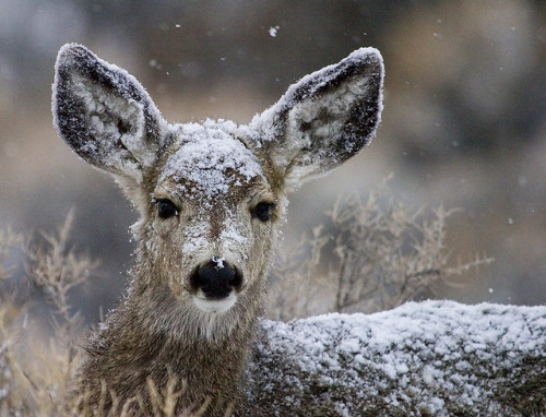 etimr: jaws-and-claws: First Winter by J L Woody Wooden on Flickr.