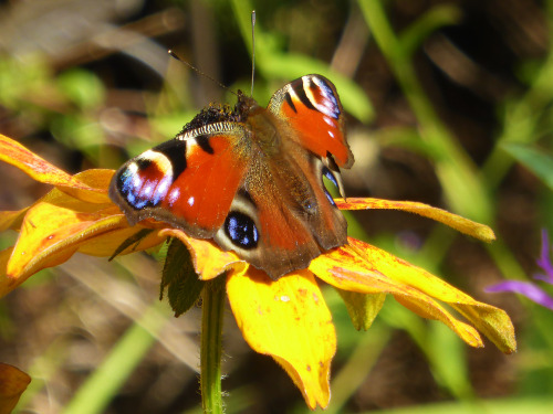 Butteflies in my garden, enjoying the Knapweed. Tortoiseshell and Peacock.