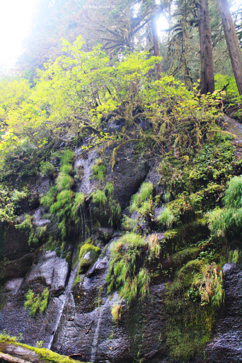 bright-witch: Oregon old growth forest, photography by me. Please do not remove credit!