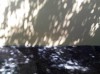 great-and-small:a-sadnoodle:I cannot express how much I adore dappled shadows formed by sunlight in paintings and photography and in real lifeI also adore how this pattern has manifested itself in the form of camouflage for some speciesThe echo of those