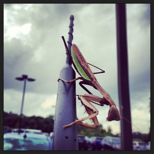 A Bugs Life. Photo Credit: @jacryder1 / http://fordoh.co/1430EfQ