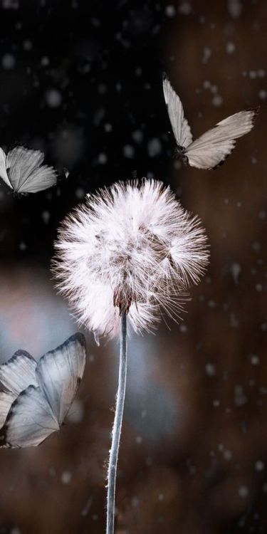 Bokeh, dandelion and butterfly, blur, 1080x2160 wallpaper @wallpapersmug : ift.tt/2FI4itB - 