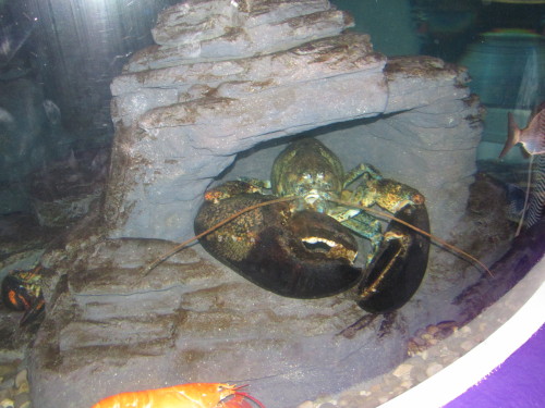 dragontamer05:Look at that Monster Lobster Also look there’s one that is lectric blue and a bright o