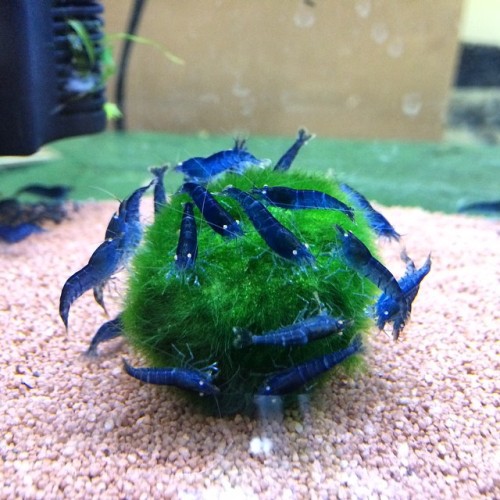 zooophagous:tinyratfeet:aquariumscience:Bunch of blue tiger shrimp on a marimo moss ball. Love the w