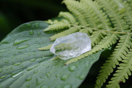 laughing-trees:  meadow-sage:  innoitus:  My crystal quartz in rain. Crystal quartz is a very magical stone. It is known as the “Master Healer”. It amplifies energy and thought as well as the effect of other crystals. Crystal quartz enhances psychic