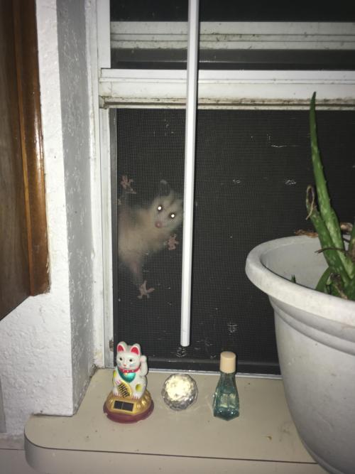 grottancave:one night at 2 a.m. my boyfriend went into the kitchen and found this baby staring back 