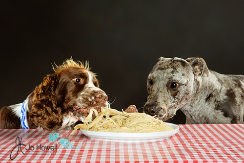 bush-dogs:AWKWARD FAMILY MEATBALLS! 