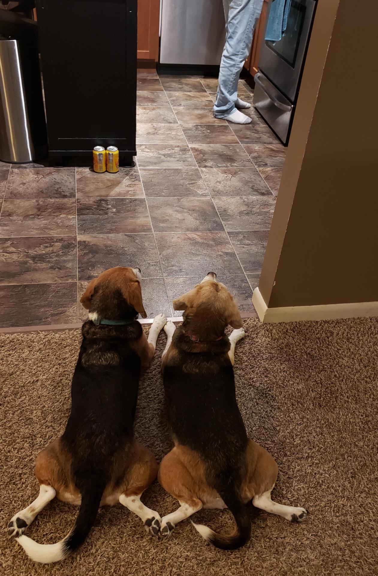 The splooter sisters, begging for sausage while SO makes dinner. Their tails even curve the same way!