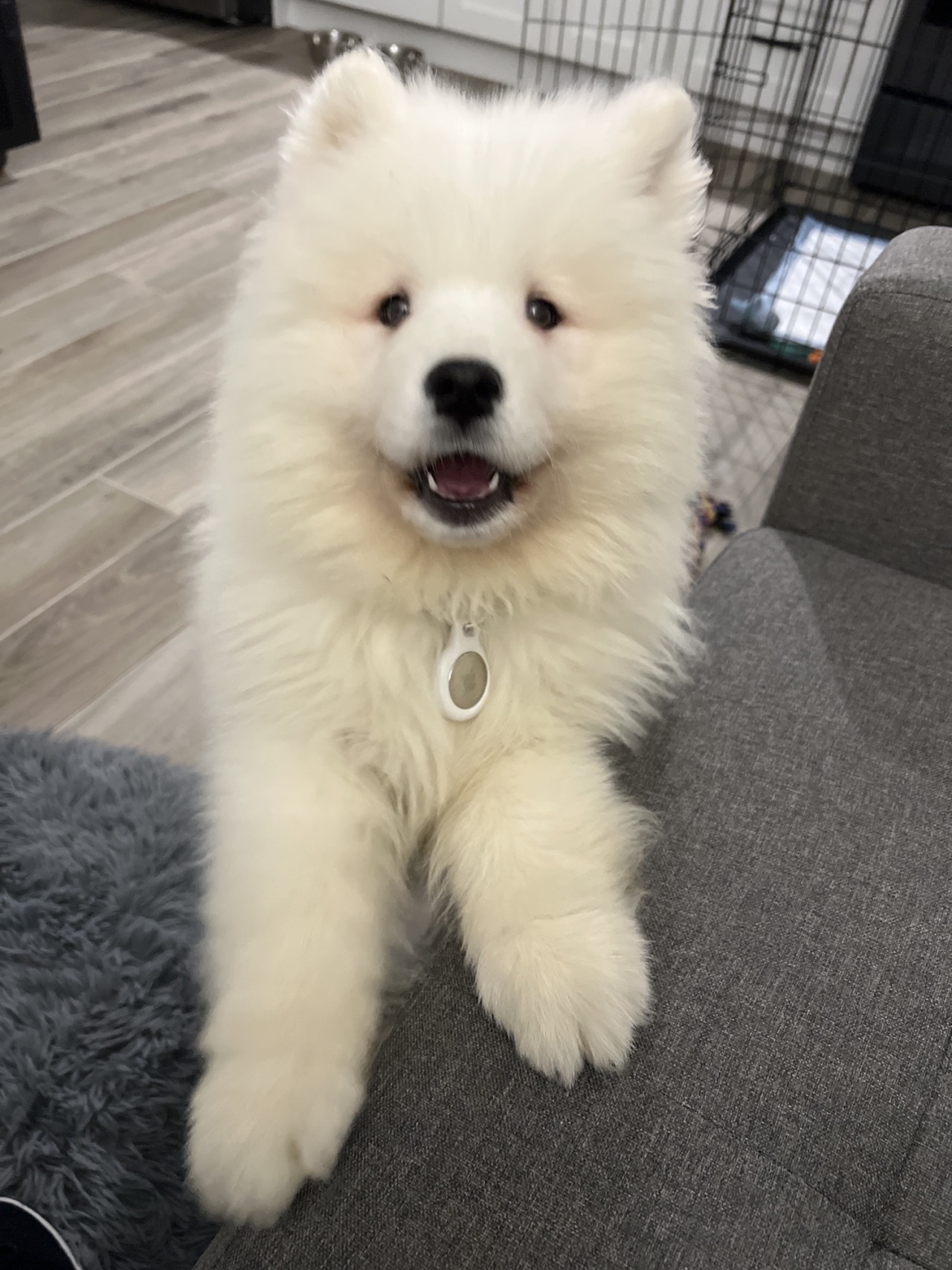 inline reddit: samoyeds