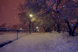 #photography#scenery#nature#sky#night#tree#snow#winter#snowfall#beautiful#december#january#february