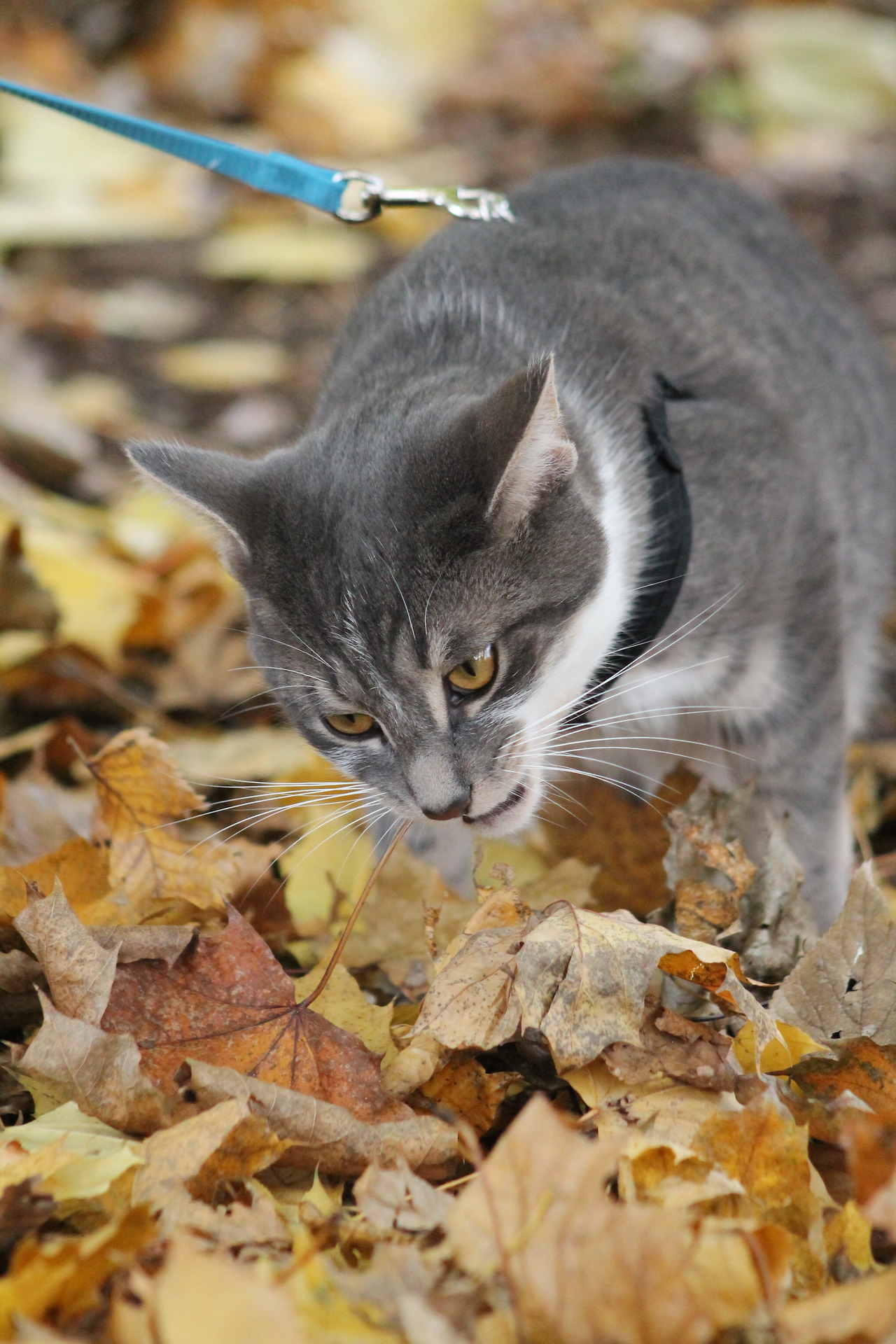vet-and-wild:  Following my lengthy text post about why outdoor cats are bad, here’s