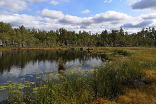 Fräkensjömyrarna nature reserve, Värmland, Sweden. September, 2020.