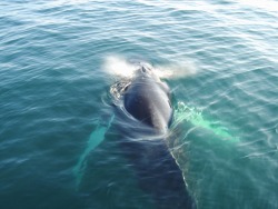 sxphielou:  Whale Watching, Cape Cod.