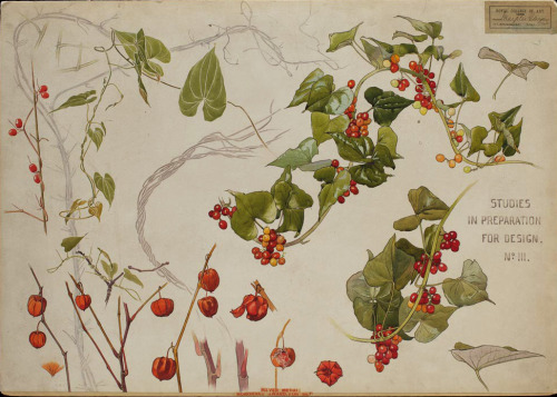 George Marples, Botanical Studies in preparation for Design, 1898. London. Watercolor. Via Museum of