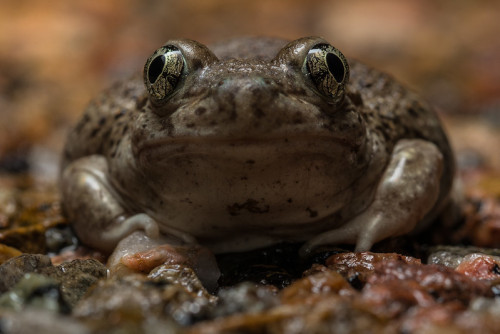 toadschooled:The New Mexico spadefoot toad [Spea multiplicata] is a tiny frog found in Mexico and th