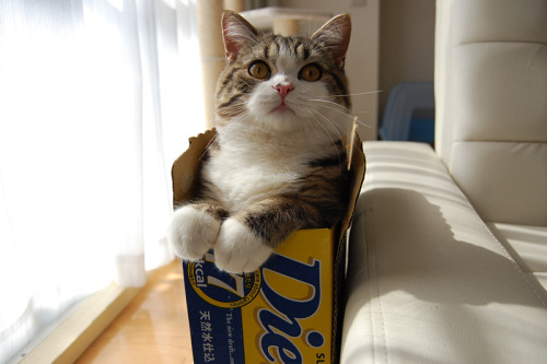 the-rain-on-your-dandelions:kerryrenaissance:zenkitty714:fairylene:Felines love boxes If I fits, I 