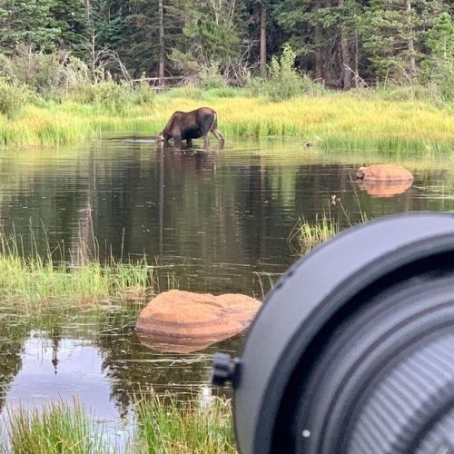 Photographing beautiful female moose. So many photo ops in Colorado! #600mmf4 #nikon #nikond850 #moo