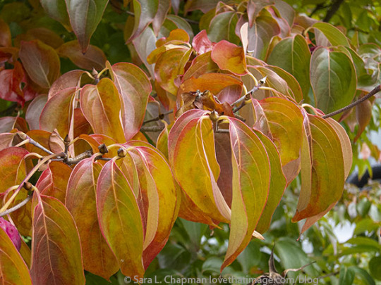 Kousa dogwood in autumn https://www.lovethatimage.com/blog/2021/10/kousa-dogwood-in-the-fall/ #Fall colors#dogwood#kousa#autumn leaves#autumn colors#graceful