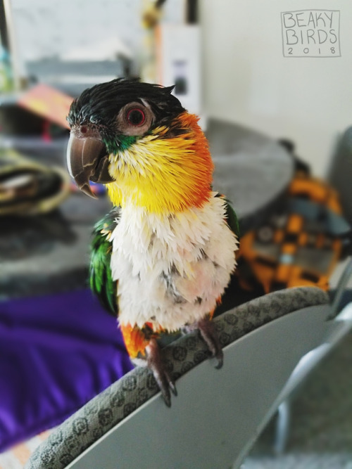 I’ve lost Chatty, and acquired a colorful wet chicken! #wetchickenwednesday #wcw